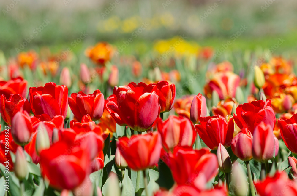 red tulips, tulip plantation