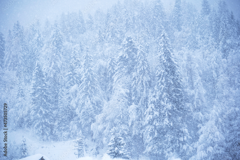 Christmas trees in the mountains in winter in a blizzard