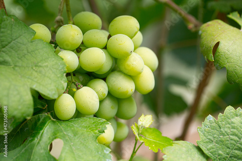 grape growing in garden in summer