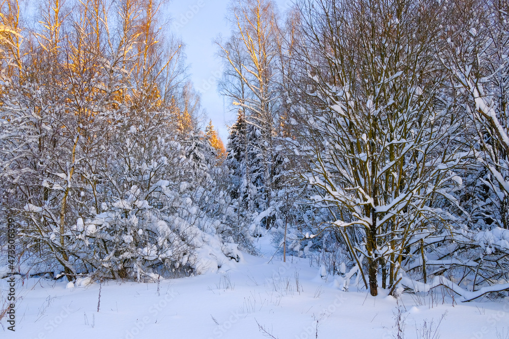 Fototapeta premium The winter forest is covered with snow. Christmas and New Year backgrounds. Trees covered with hoarfrost. The cold winter sun illuminates the treetops.