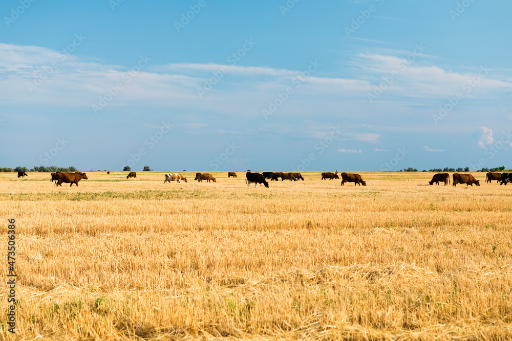 Cows on a yellow field and blue sky