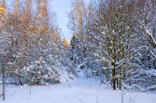 The winter forest is covered with snow. Christmas and New Year backgrounds. Trees covered with hoarfrost. The cold winter sun illuminates the treetops. © Nekrasov
