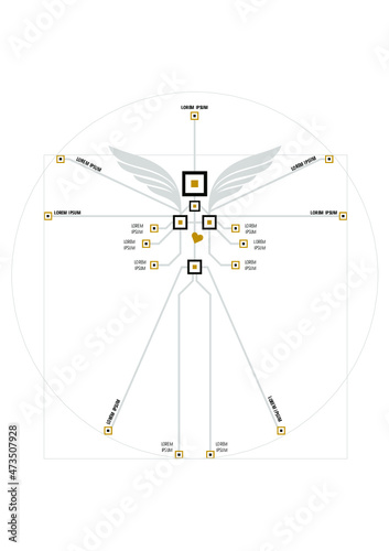 Infographic vitruvian proportions