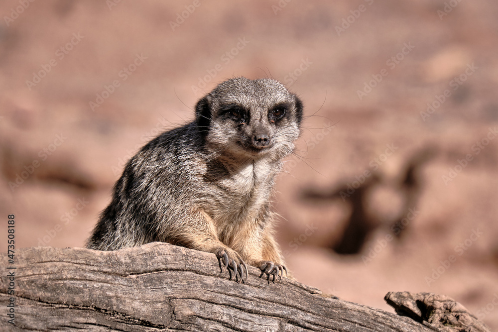 Fototapeta premium Meerkat