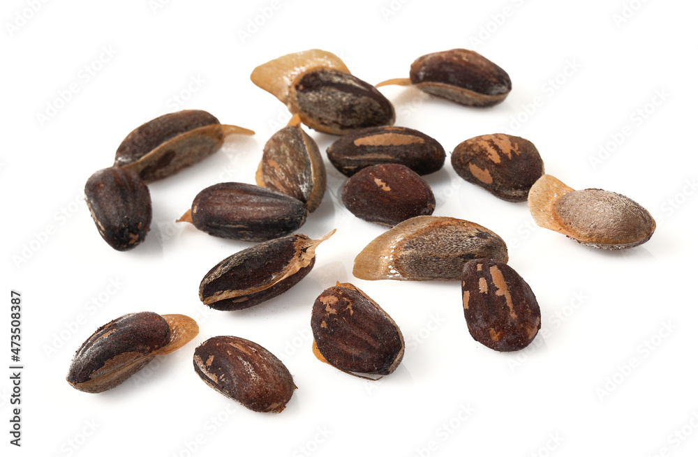 pine nuts isolated on white background pine nuts isolated on white background