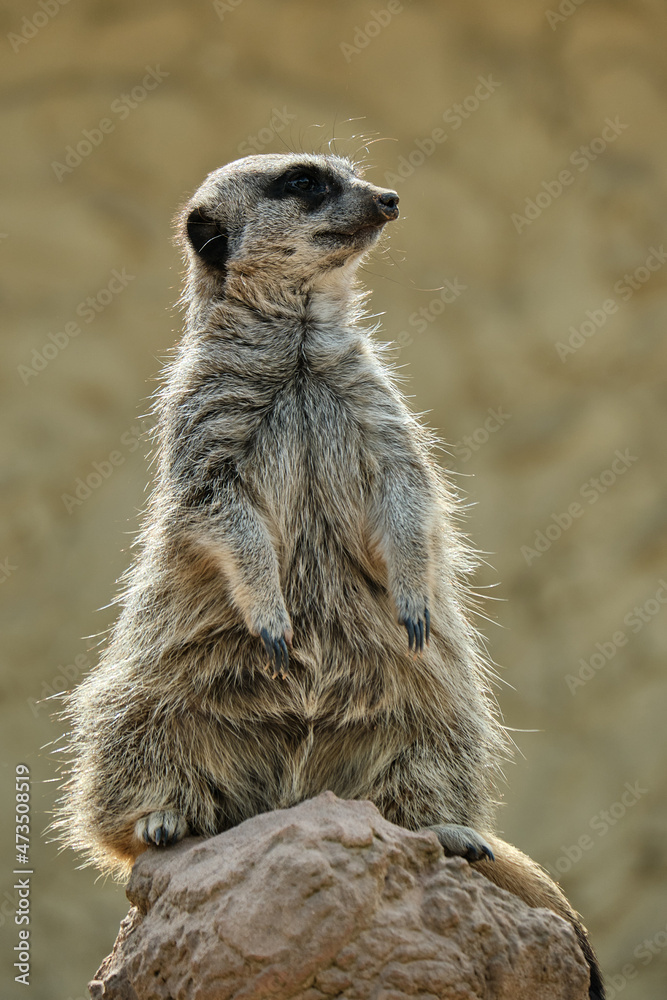Fototapeta premium Meerkat