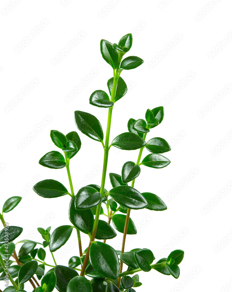 Nematanthus plant isolated on white background Nematanthus plant isolated on white background