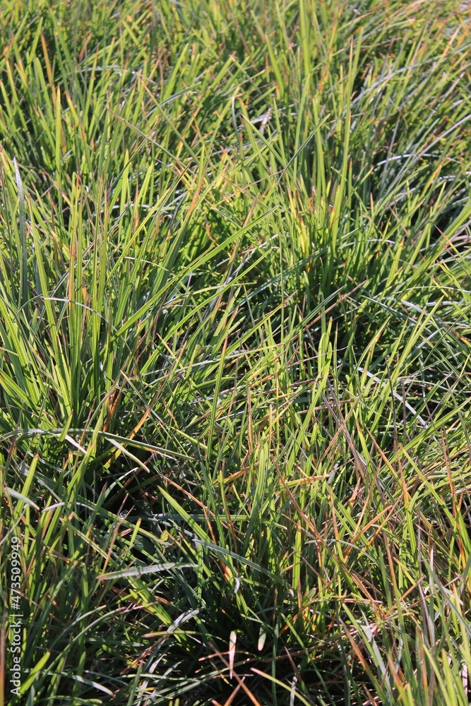 grass background