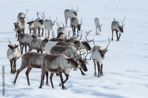 running herd of reindeer, Russia, Siberia, Yamal 