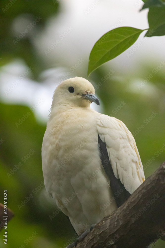 bird on a branch bird on a branch