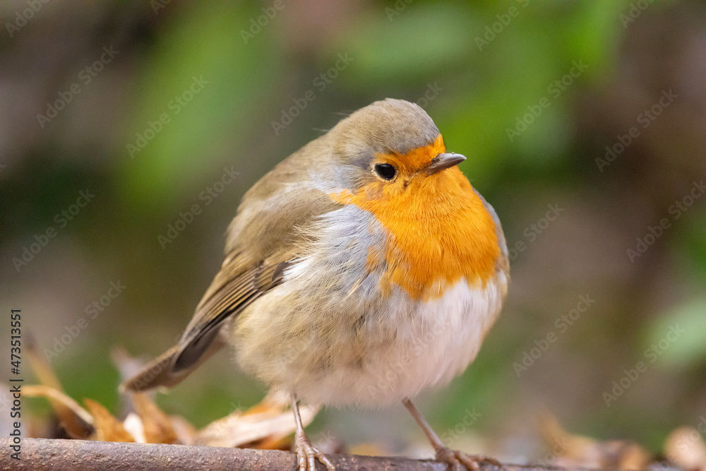 robin on a branch