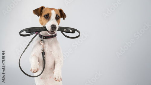 Jack russell terrier dog holding a leash on a white background.
