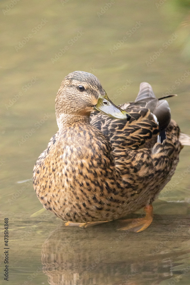 duck on the water duck on the water