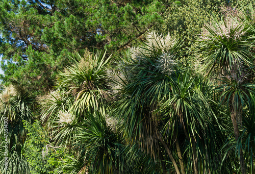 Blooming Cordyline australis, commonly known as cabbage tree or cabbage-palm. White inflorescence of Cordyline australis palm in Arboretum Park Southern Cultures in Sirius (Adler) Sochi.