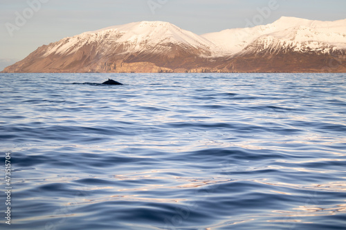 Whale Back Iceland Humpbackwhale photo