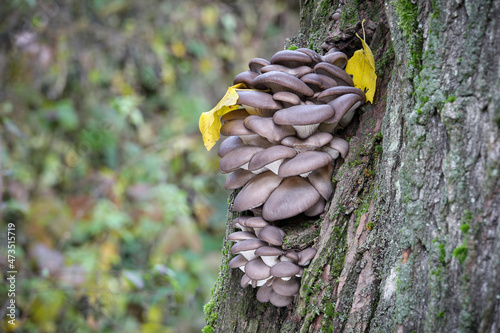 Edible mushroom Pleurotus ostreatus known as oyster mushroom