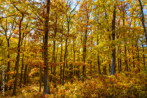 Fototapeta Naklejka Na Ścianę i Meble -  Amazing colorful autumn forest and blue sky