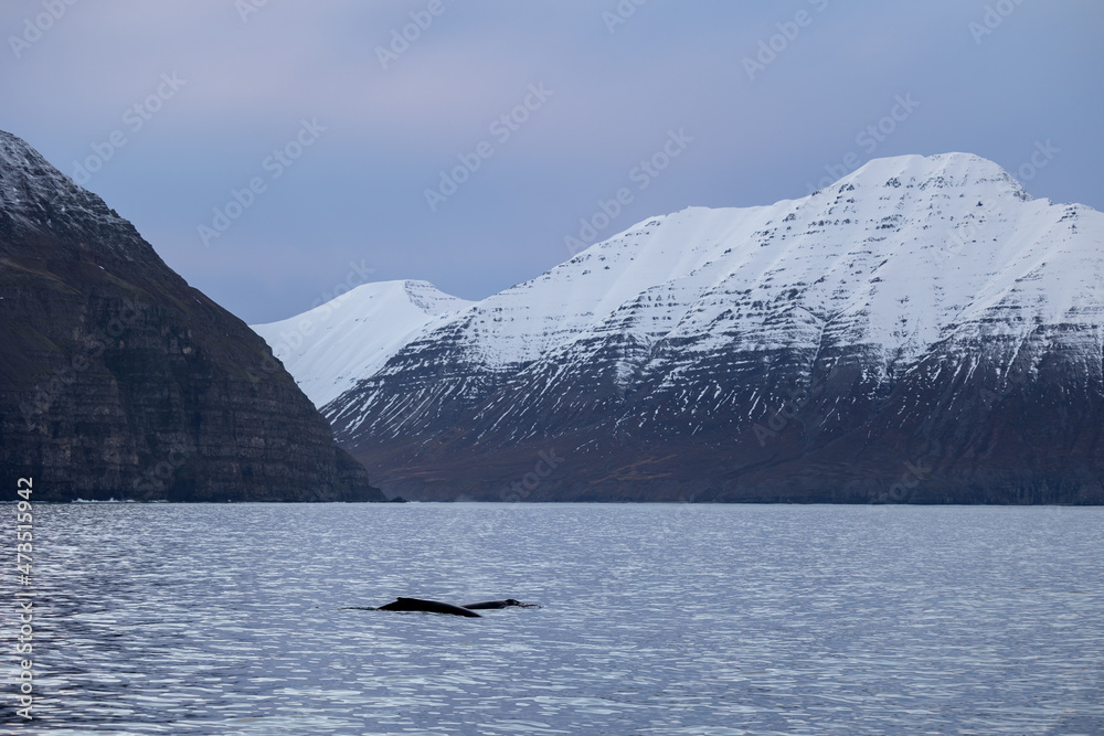 Whalewatching Dalvik Arctic Sea Tours