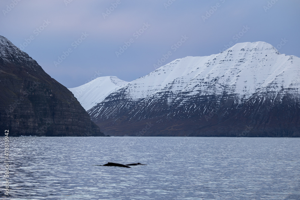 Whalewatching Dalvik Arctic Sea Tours Whalewatching Dalvik Arctic Sea Tours