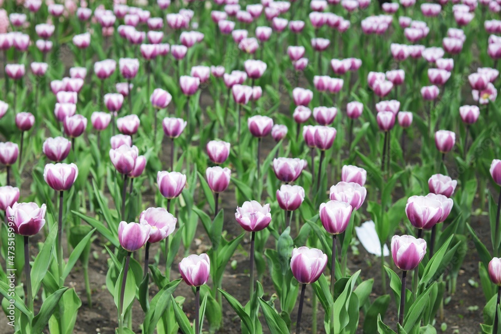 Group of blooming pink tulips in the park, flower plantation, spring season 
