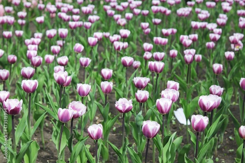 Group of blooming pink tulips in the park, flower plantation, spring season 