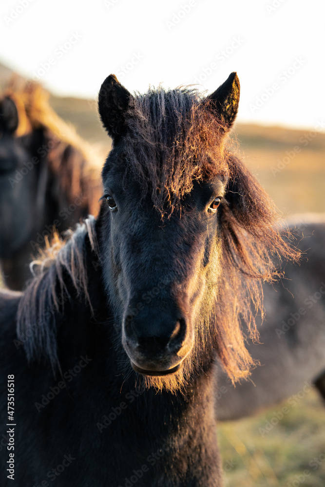 Beautiful Iceland Horse looking straight to the camera in perfect sunset light