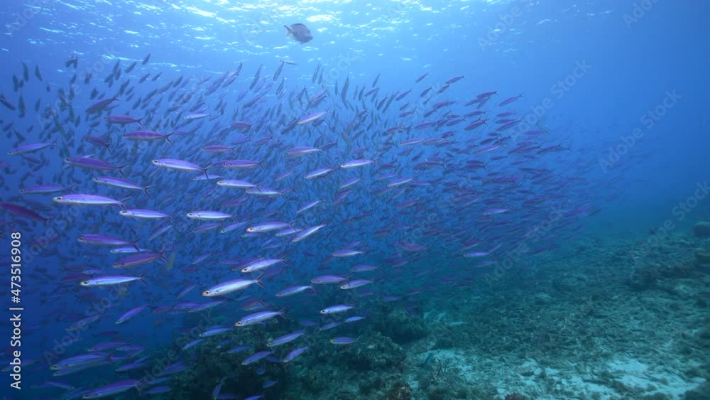 Seascape with School of Boga Fish in the coral reef of the Caribbean Sea, Curacao