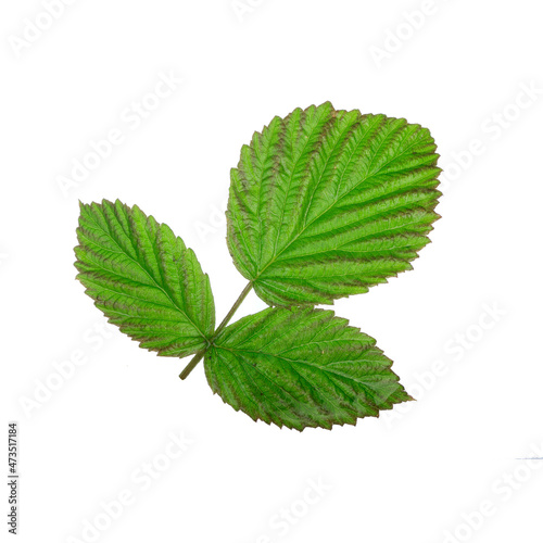 green leaf of raspberry isolated don white background