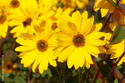 bl  hender Gelber Sonnenhut  Blumen  Deutschland