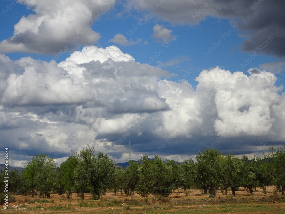 Storm Clouds Over Spanish Olive Grove