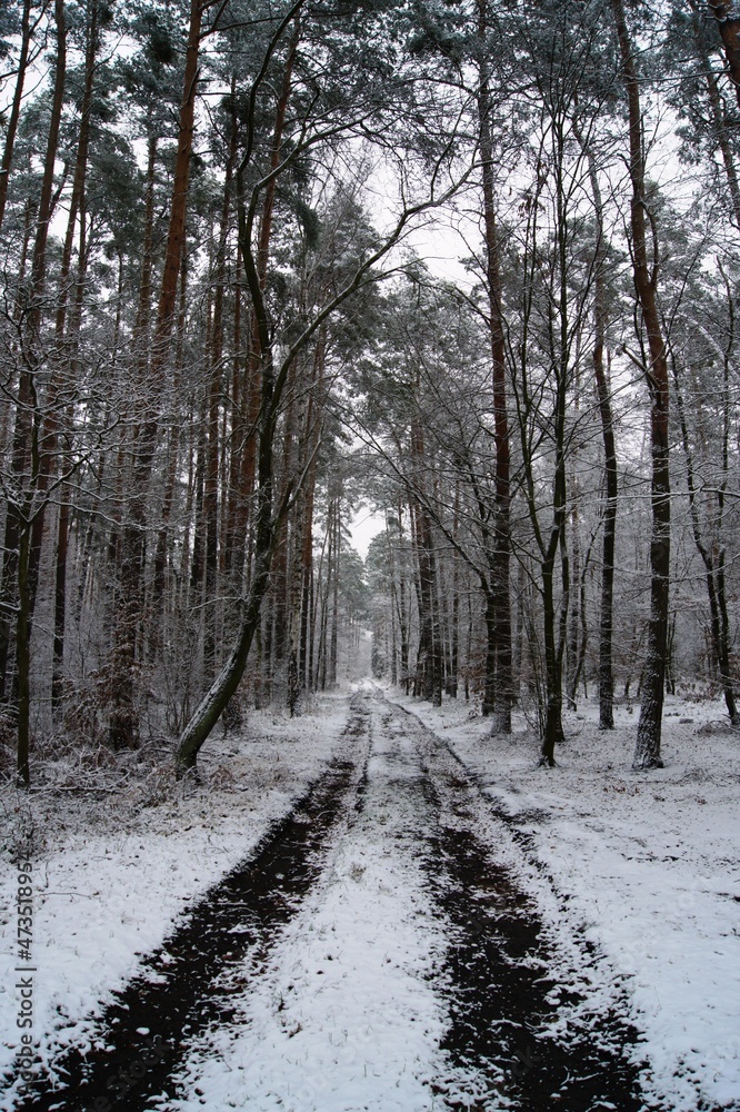 Droga leśna zimą