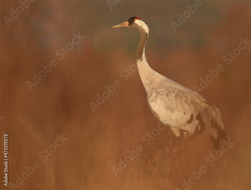 Common crane (Grus grus) in beautiful early morning light.