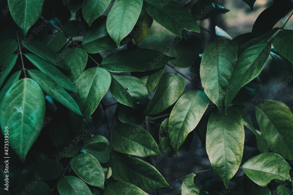 Green tree leaf botanic garden foliage nature Green tree leaf botanic garden foliage nature