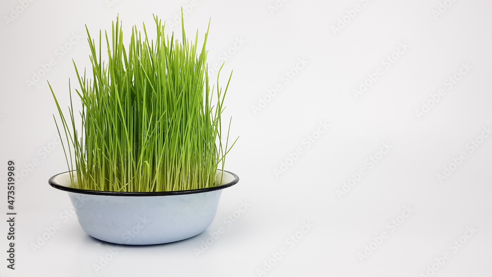 sprouted wheat grains grew in a plate. detox of the body. green sprouted wheat grains grew in a plate. detox of the body. green