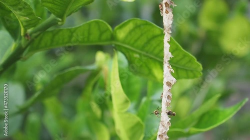 Close-up of Asian hornet or a paper wasp perches and is active in its nest hanging on the tree in the backyard