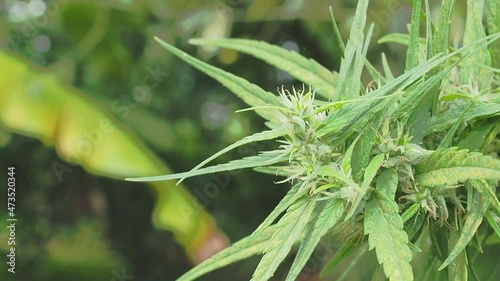 Fresh green cannabis plant. Growing organic cannabis herb on the farm outdoor. Close-up young hemp. Marijuana plantation for medical concept