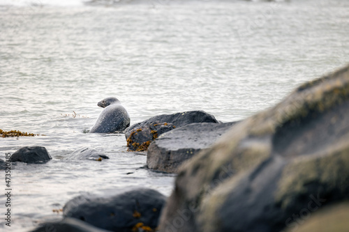Seals at the beach