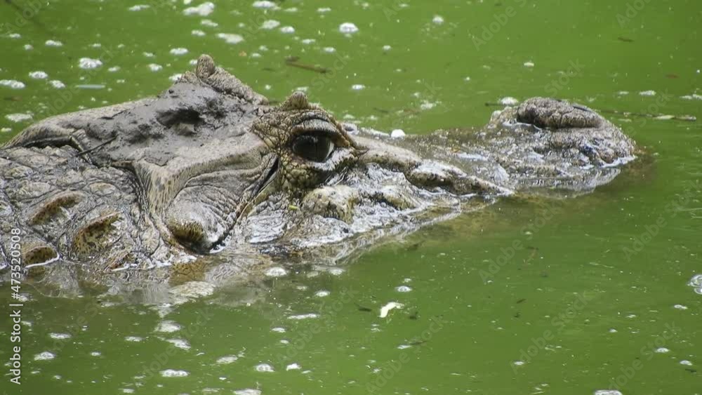 Mid shot of young Caiman lying in wait in a lake. Submerged, with just half the head visible. Mid shot of young Caiman lying in wait in a lake. Submerged, with just half the head visible.