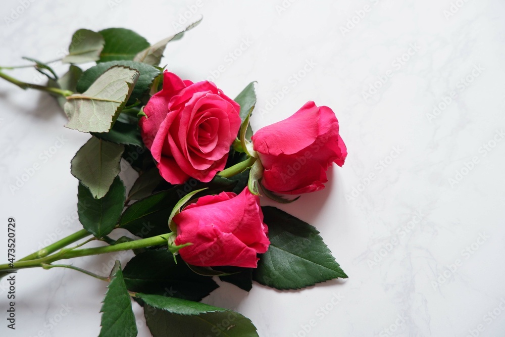 Red pink Rose on white background. Banner, Frame, Card, Background for Valentine's day, Mother's day, Birthday and anniversary. Red pink Rose on white background. Banner, Frame, Card, Background for Valentine's day, Mother's day, Birthday and anniversary.