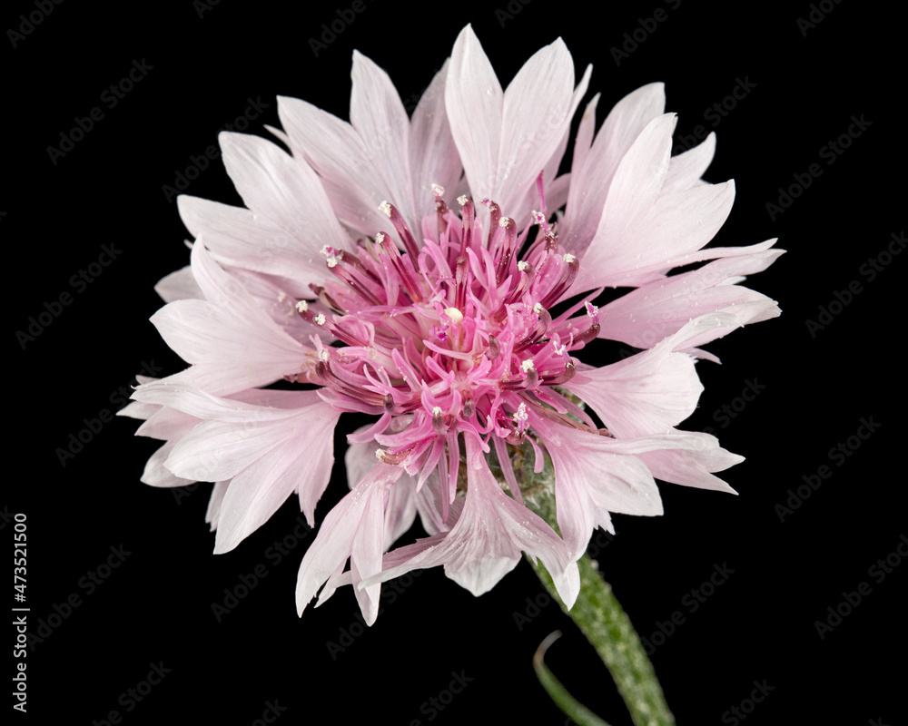 White-pink flower of cornflower, lat. Centaurea, isolated on black background