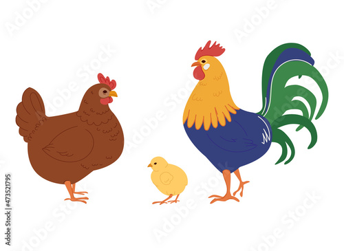 Set of chicken, rooster. Flat vector illustration isolated on white background