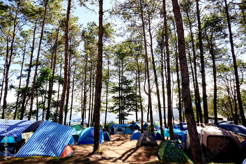 camping in the pine forest