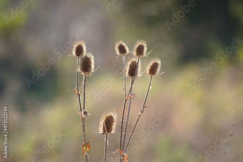 Cutleaf teasel seeds closeup view with blurry background