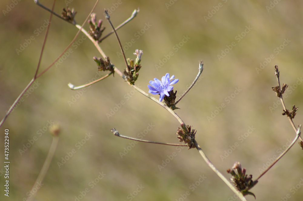 Common chicory in bloom closeup view with blurred background Common chicory in bloom closeup view with blurred background