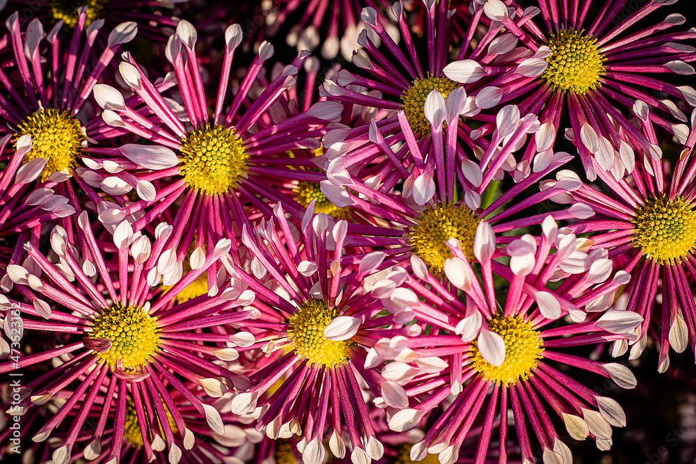 pink chrysanthemums with white edges pink chrysanthemums with white edges