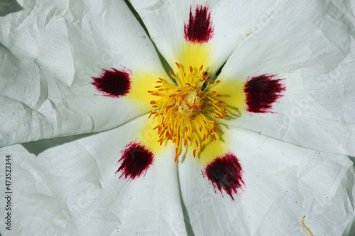 Common gum cistus white flower in close up photo