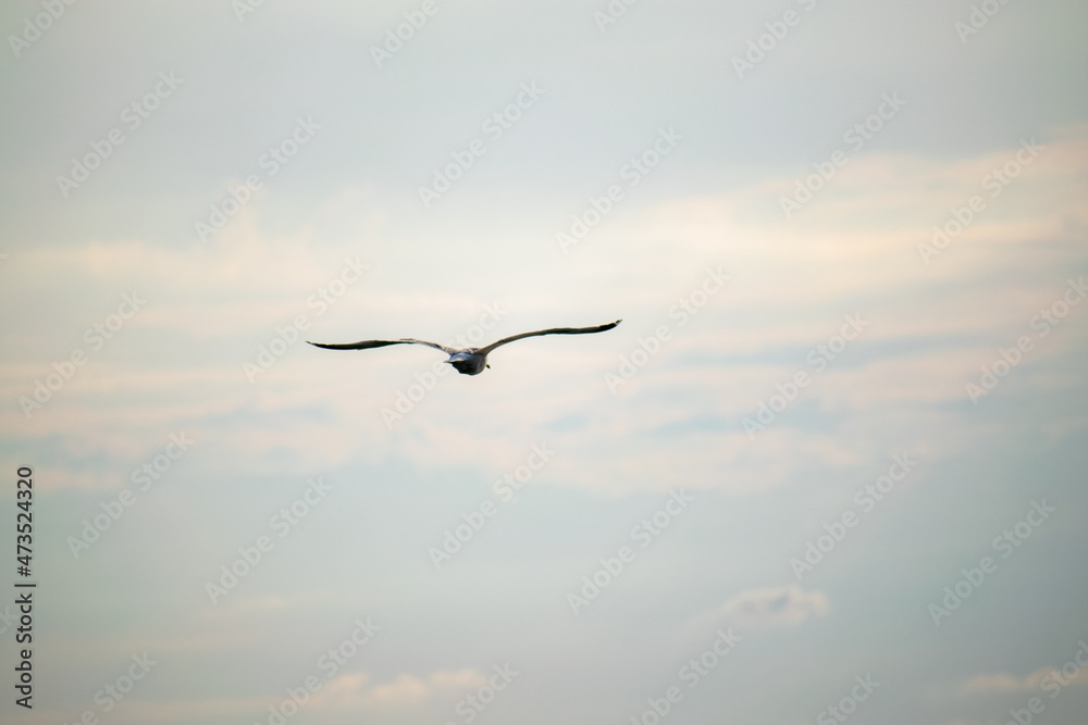 Flying bird on a background of sky and white clouds. Flying bird on a background of sky and white clouds.