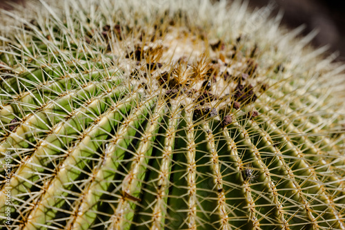 cactus close up