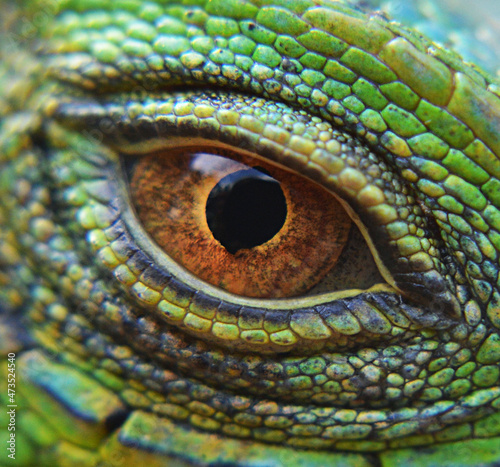 iguana eye , caribbean sea , Venezuela photo