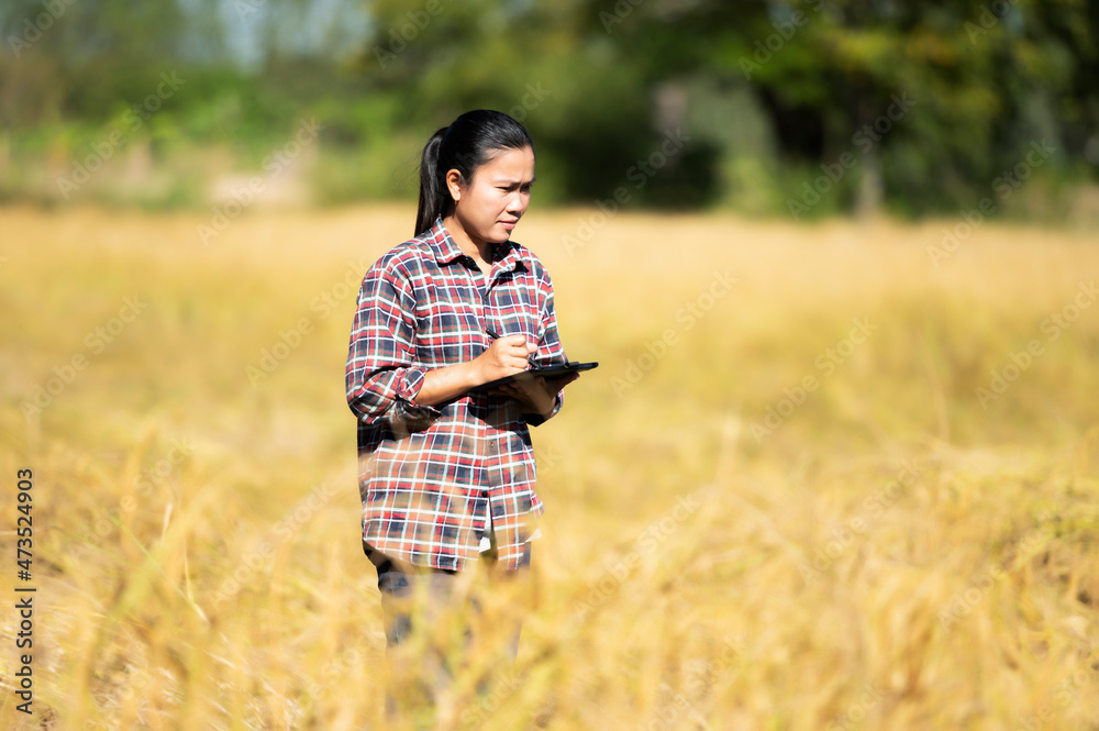 Asian woman farmer using tablet in her rice field farming technology concept in warm days modern agriculture concept Asian woman farmer using tablet in her rice field farming technology concept in warm days modern agriculture concept